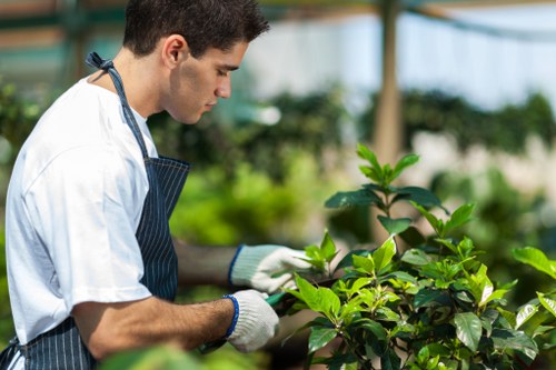 Professional tree lopping service in Blackheath