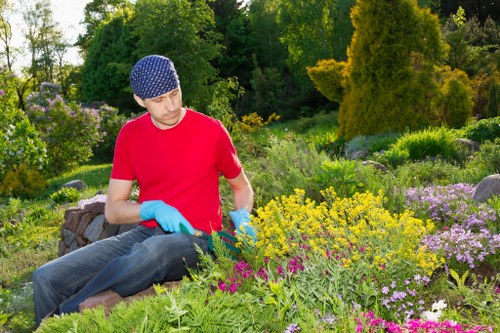 Expert tree removal process in Blackheath